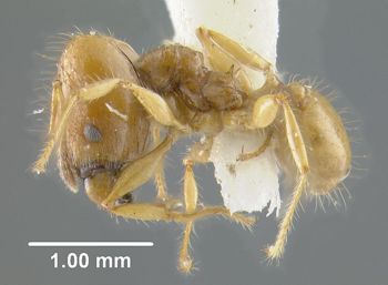 Media type: image;   Entomology 31116 Aspect: habitus lateral view